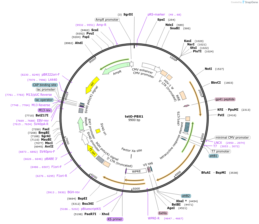 170699-plasmid-map-sequence-id-366952