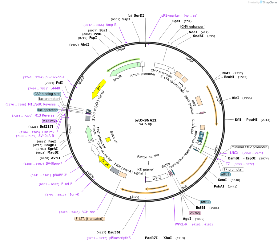 170702-plasmid-map-sequence-id-366957