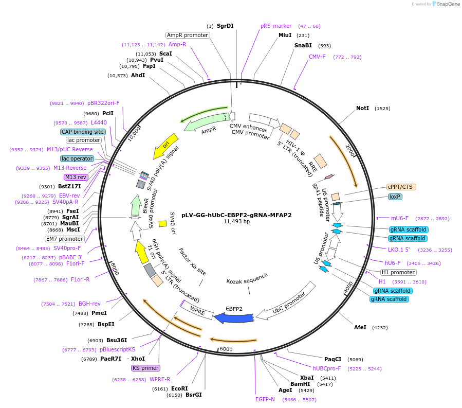 185555-plasmid-map-sequence-id-366971