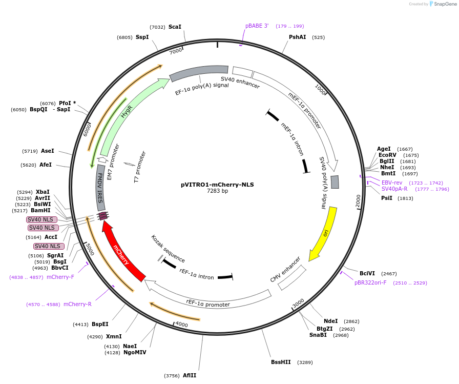 186346-plasmid-map-sequence-id-366972