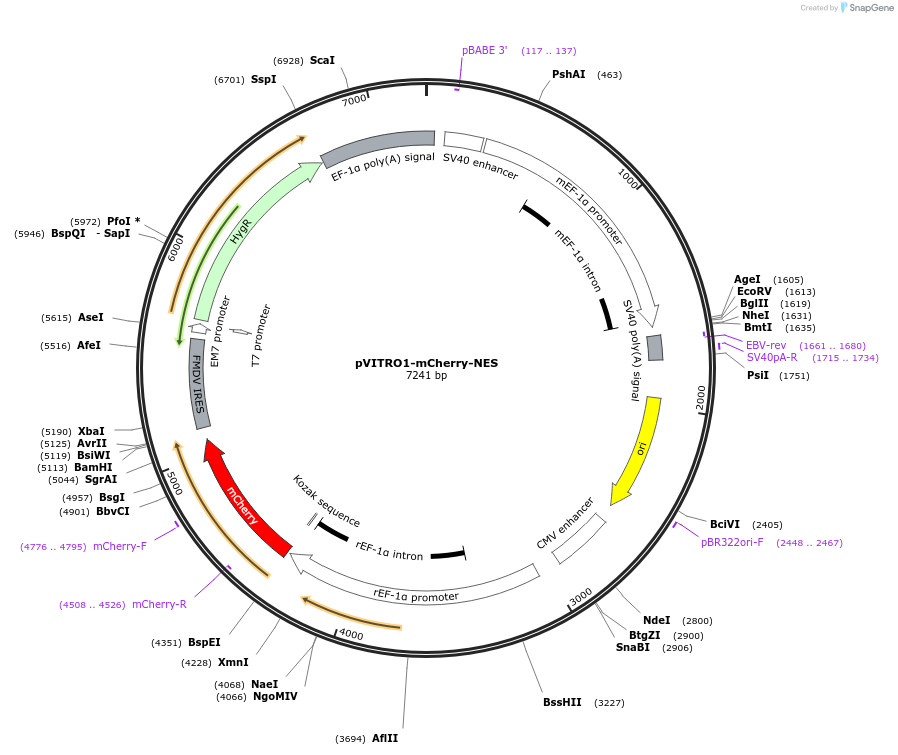 186349-plasmid-map-sequence-id-366975