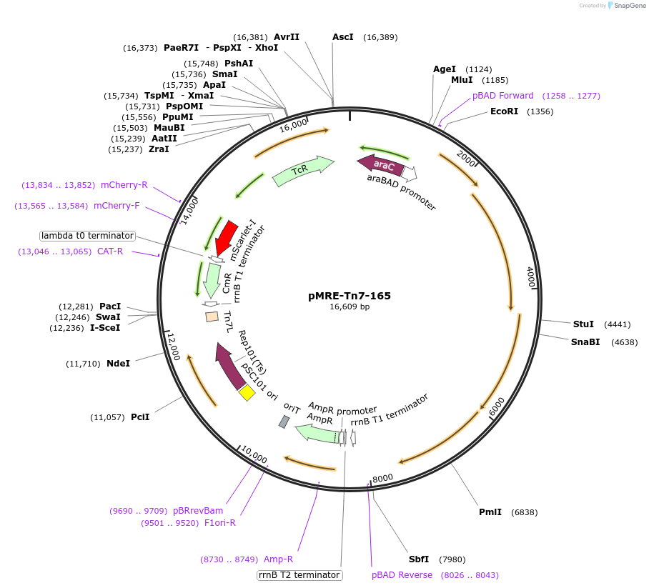118577-plasmid-map-sequence-id-366988