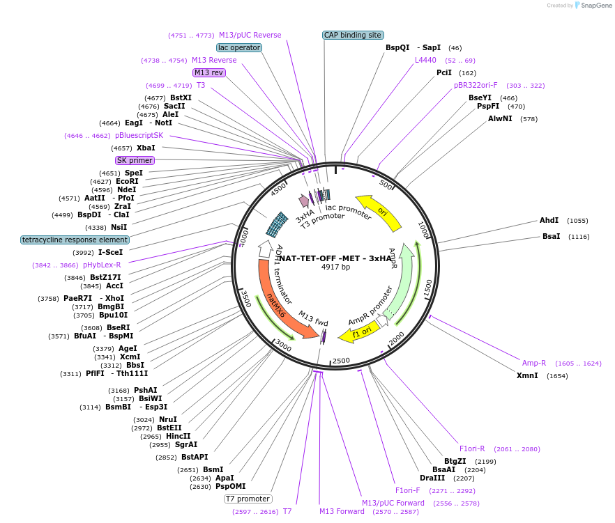182526-plasmid-map-sequence-id-366990
