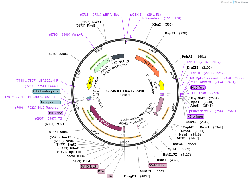 182517-plasmid-map-sequence-id-366993