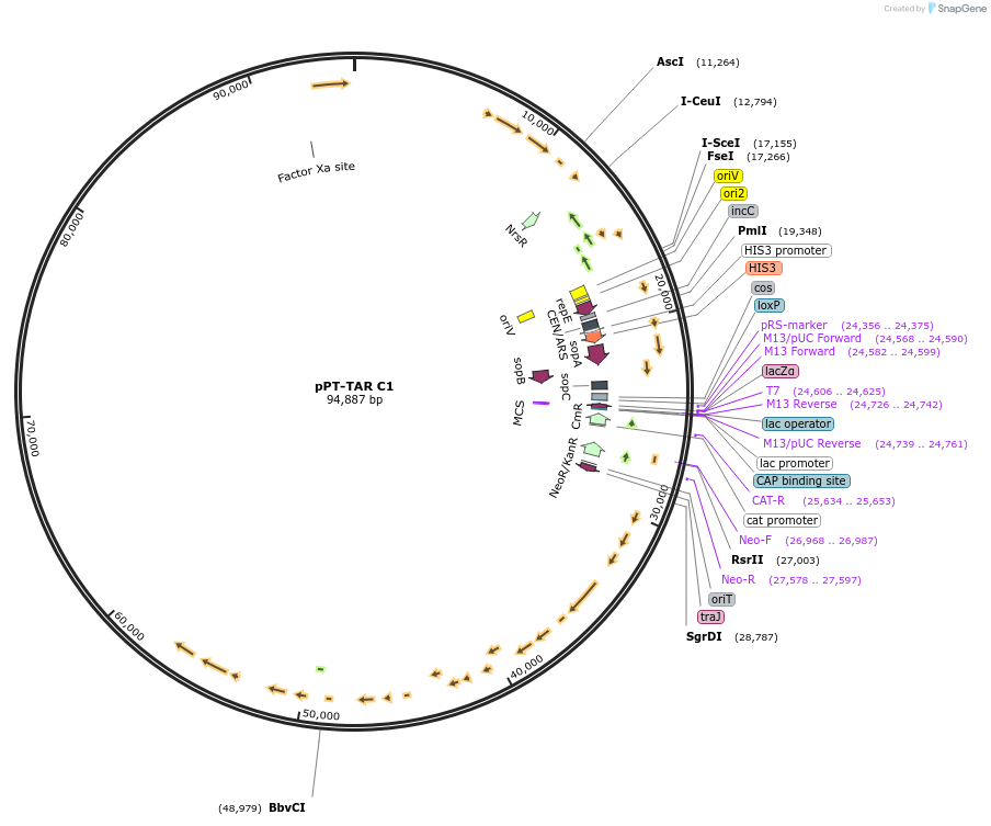 141246-plasmid-map-sequence-id-367010