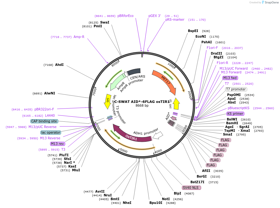 182515-plasmid-map-sequence-id-367017