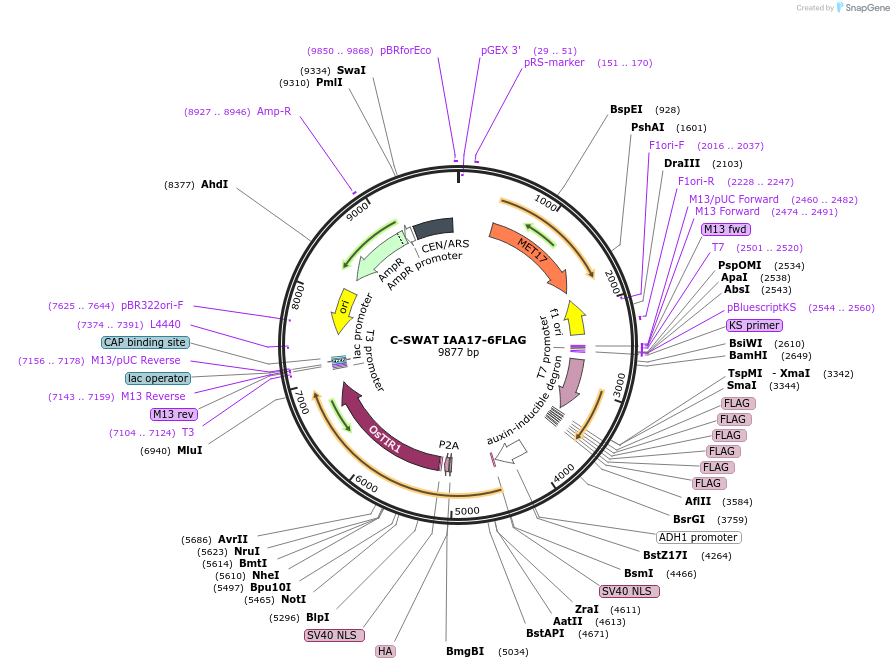 182516-plasmid-map-sequence-id-367018