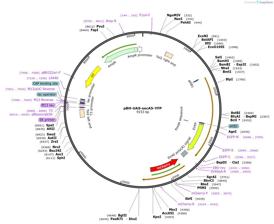 32359-plasmid-map-sequence-id-36708