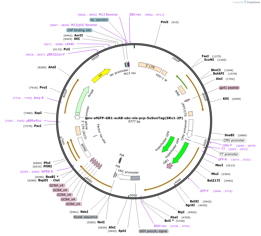 185800-plasmid-map-sequence-id-367097