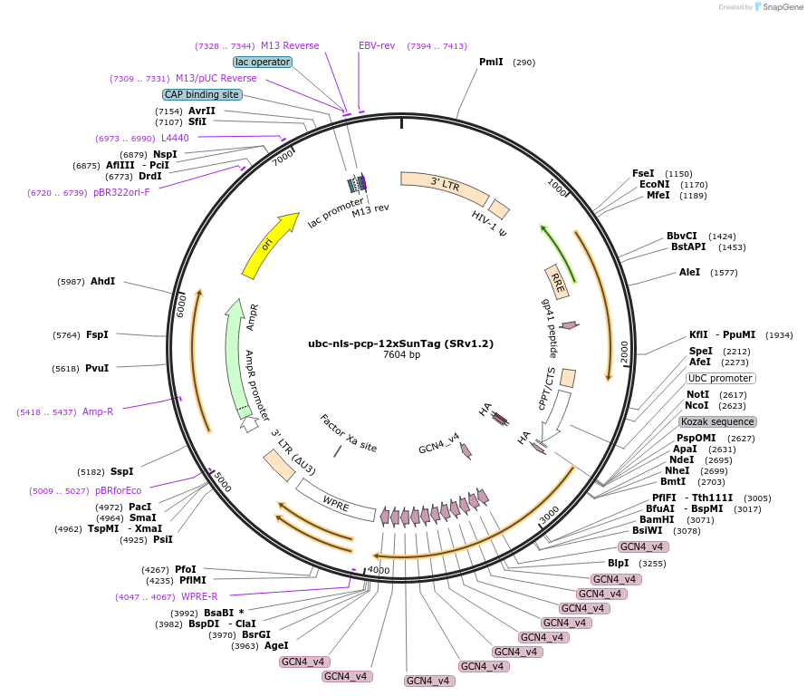 185799-plasmid-map-sequence-id-367098