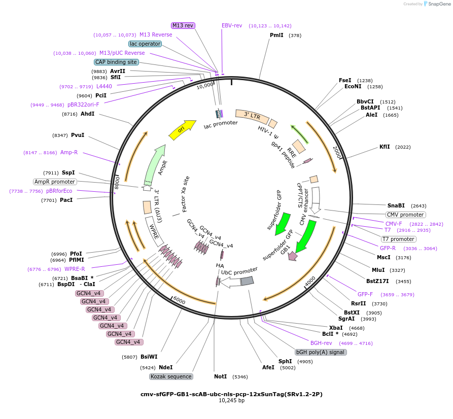 185802-plasmid-map-sequence-id-367101