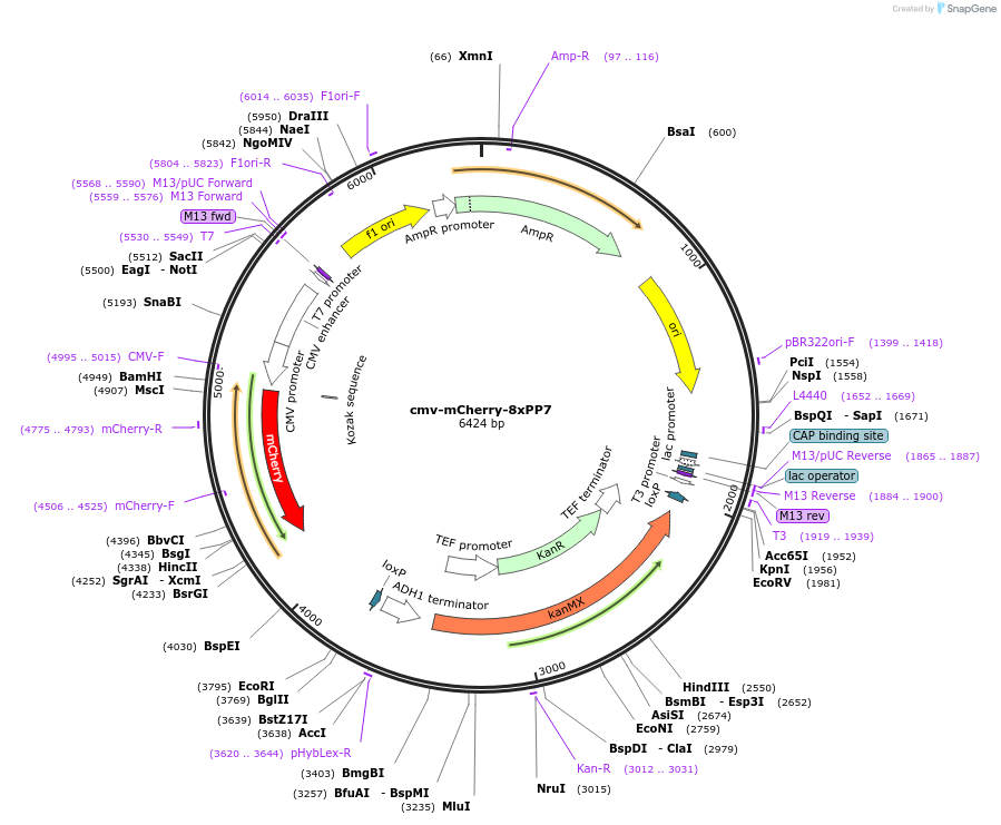 185795-plasmid-map-sequence-id-367105