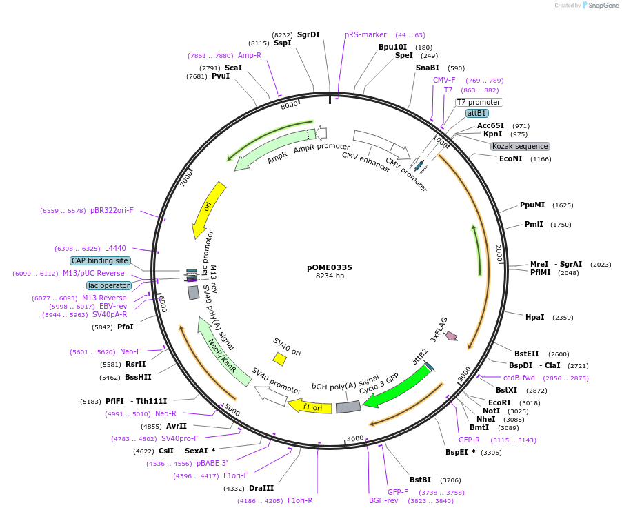 182630-plasmid-map-sequence-id-367108