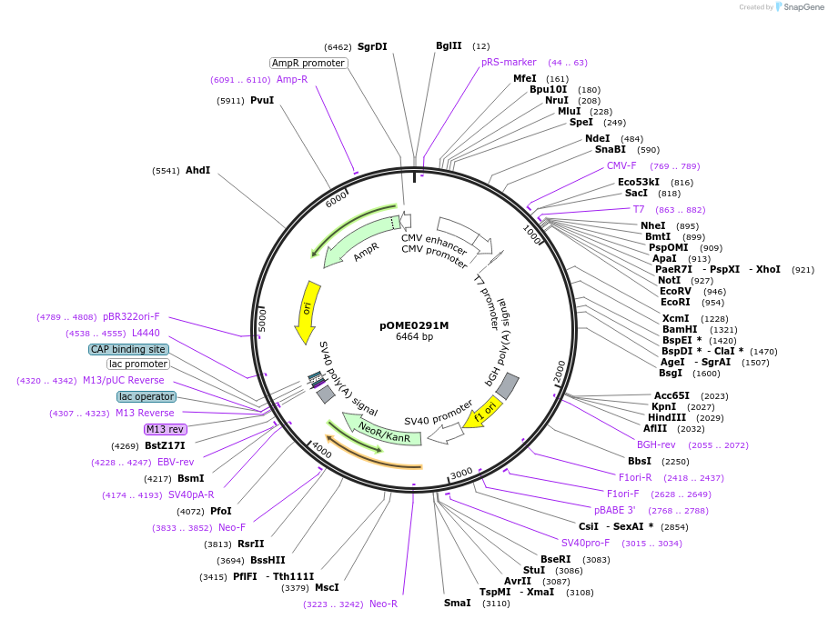 182620-plasmid-map-sequence-id-367110