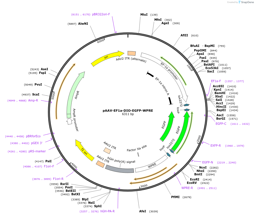 187103-plasmid-map-sequence-id-367118
