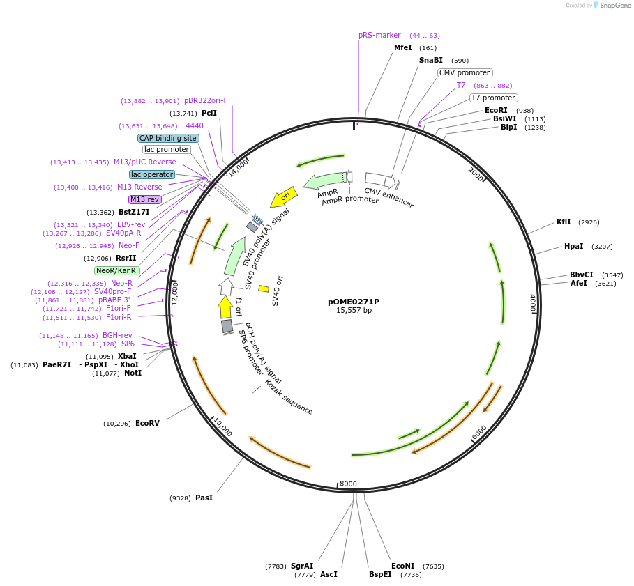 182610-plasmid-map-sequence-id-367119