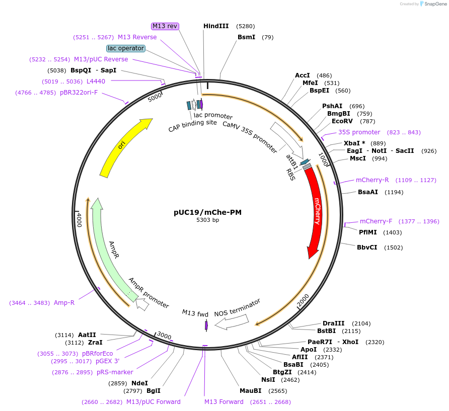 183168-plasmid-map-sequence-id-367124