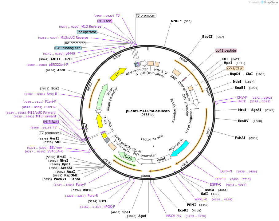 185809-plasmid-map-sequence-id-367125