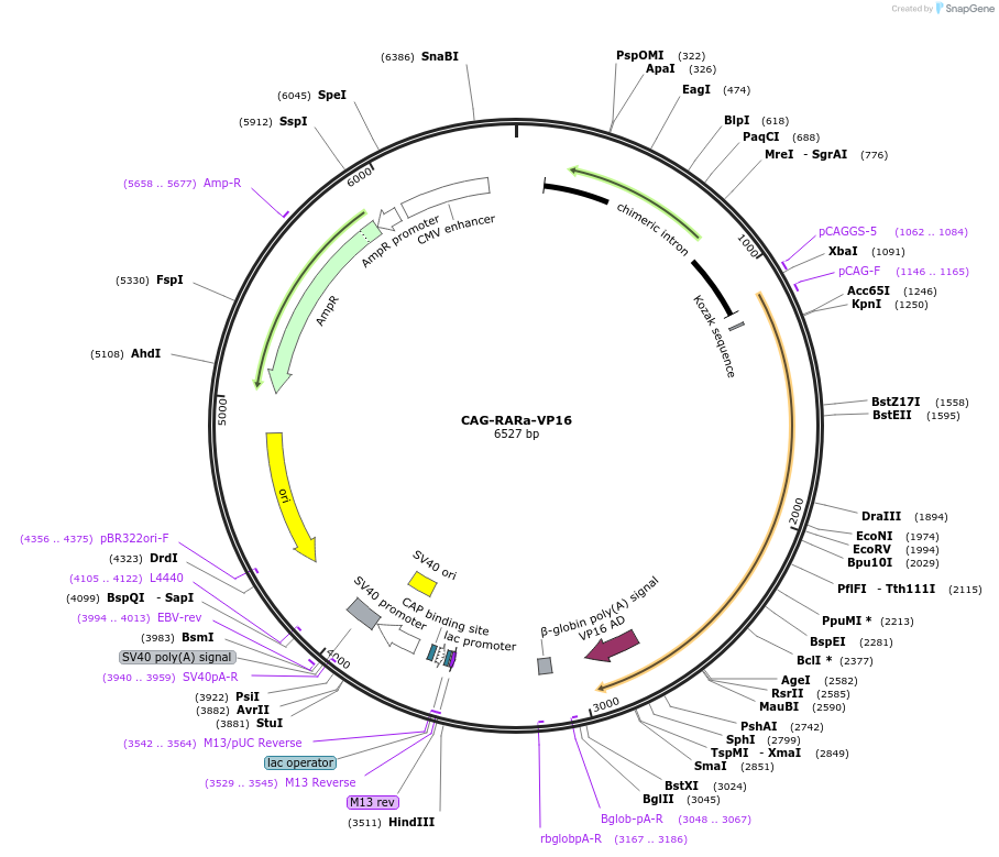 185559-plasmid-map-sequence-id-367126