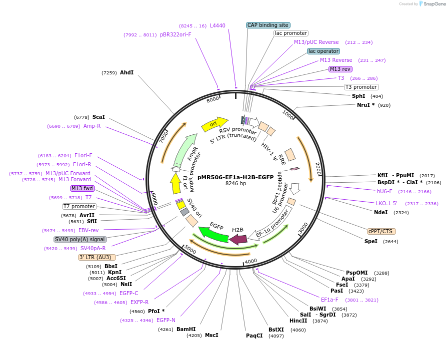 186627-plasmid-map-sequence-id-367129