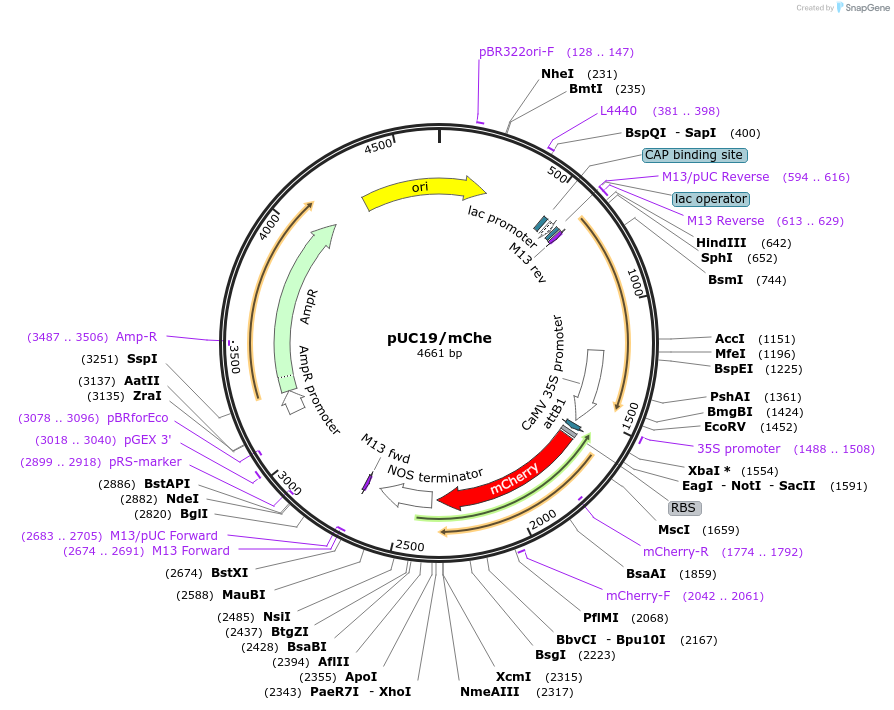 183161-plasmid-map-sequence-id-367134