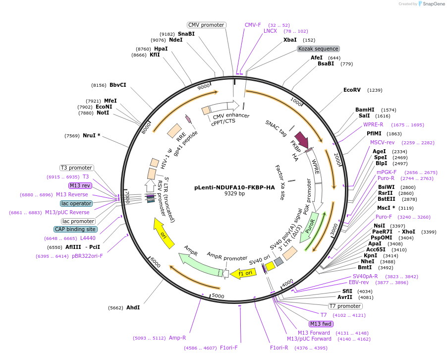 185810-plasmid-map-sequence-id-367136