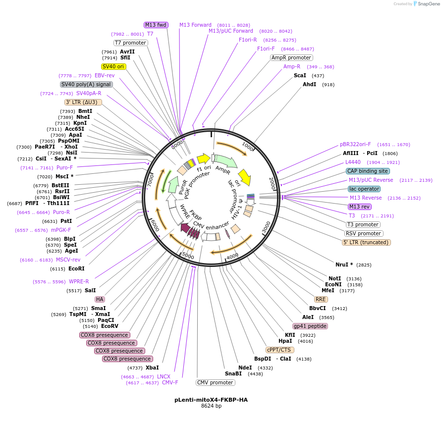 185658-plasmid-map-sequence-id-367137