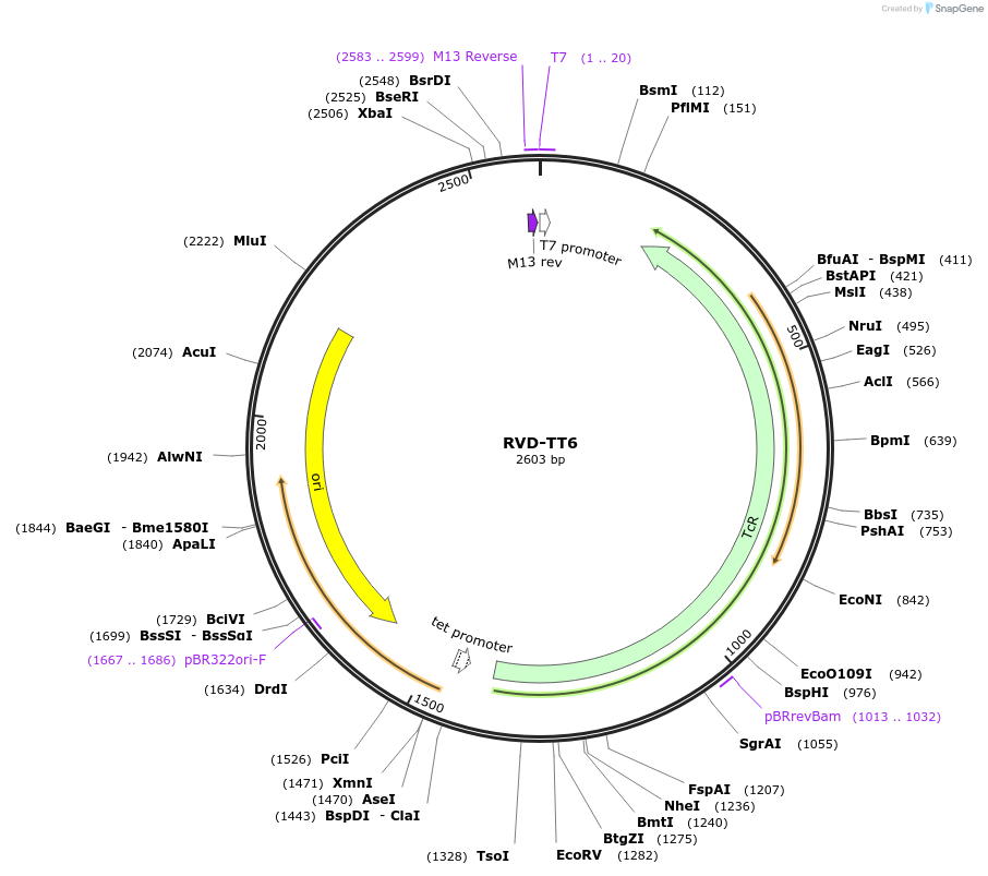 173421-plasmid-map-sequence-id-367140