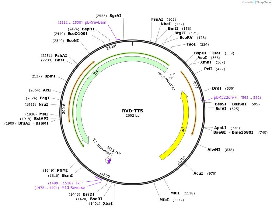 173420-plasmid-map-sequence-id-367141