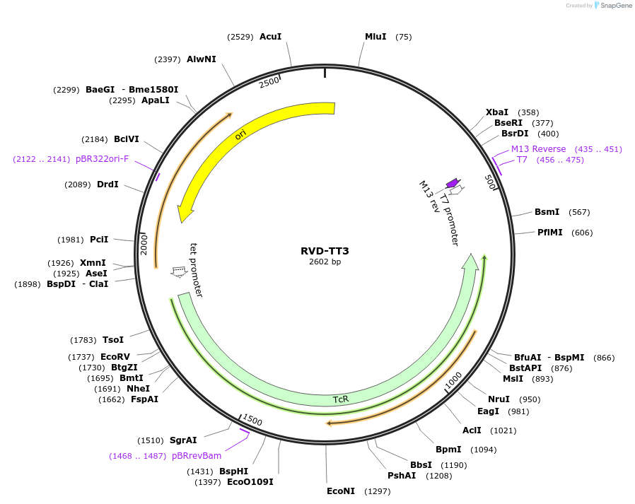 173418-plasmid-map-sequence-id-367172