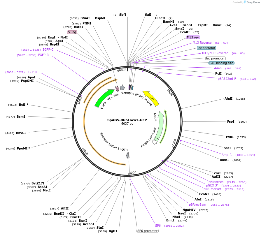 185577-plasmid-map-sequence-id-367173