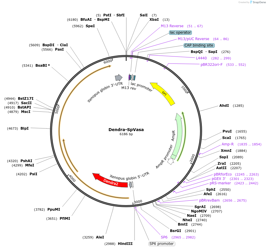 185583-plasmid-map-sequence-id-367175