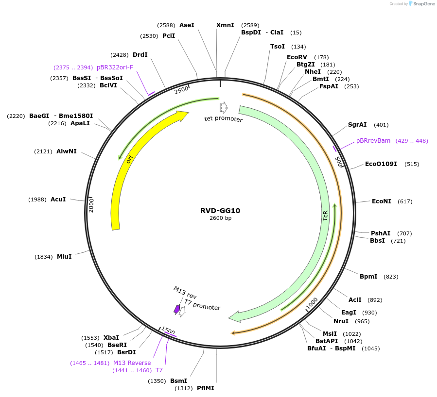 173365-plasmid-map-sequence-id-367177