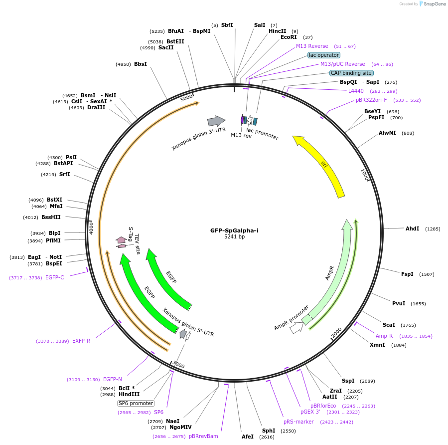 185568-plasmid-map-sequence-id-367179