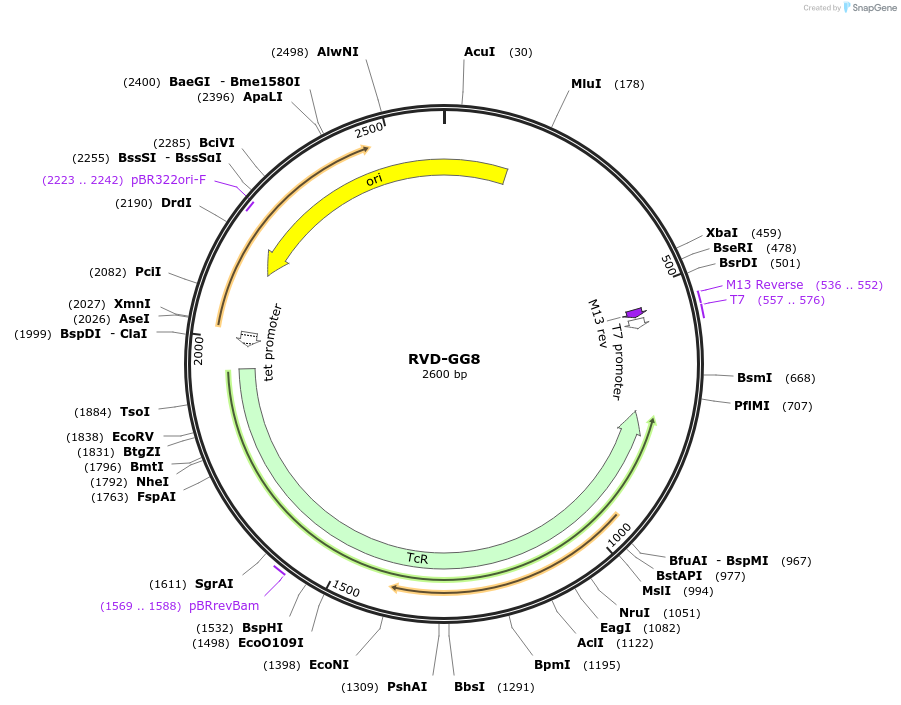173363-plasmid-map-sequence-id-367182