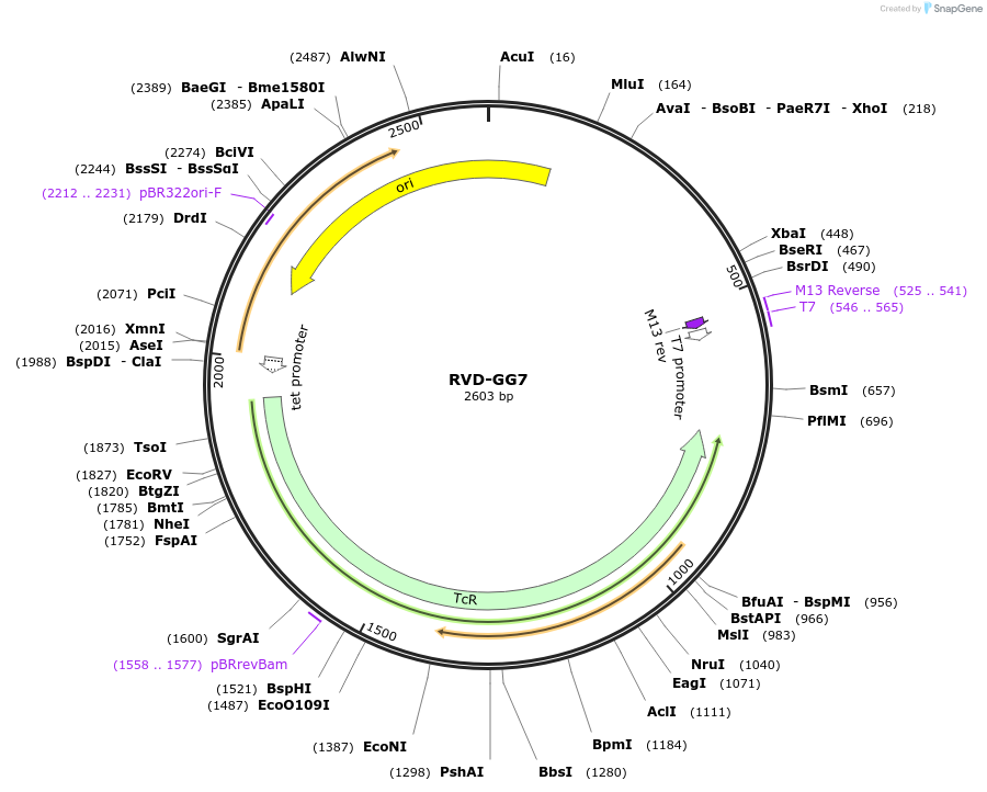 173362-plasmid-map-sequence-id-367184