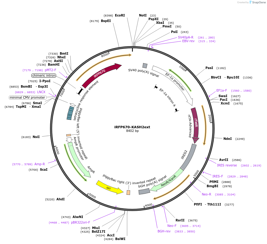 187022-plasmid-map-sequence-id-367188