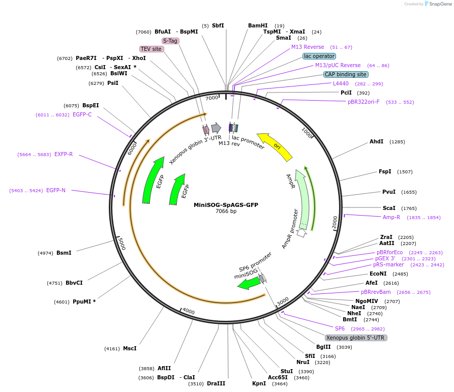 185581-plasmid-map-sequence-id-367219