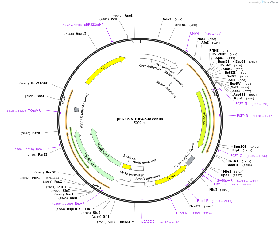 185645-plasmid-map-sequence-id-367237