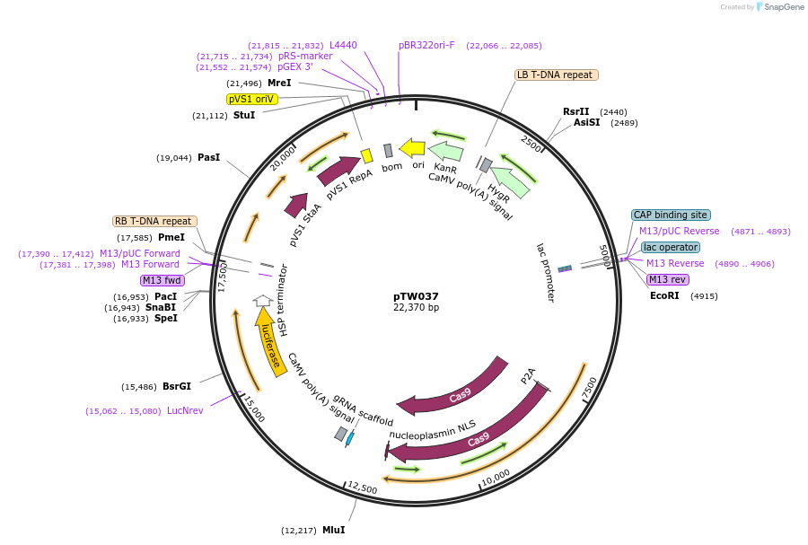 185688-plasmid-map-sequence-id-367249