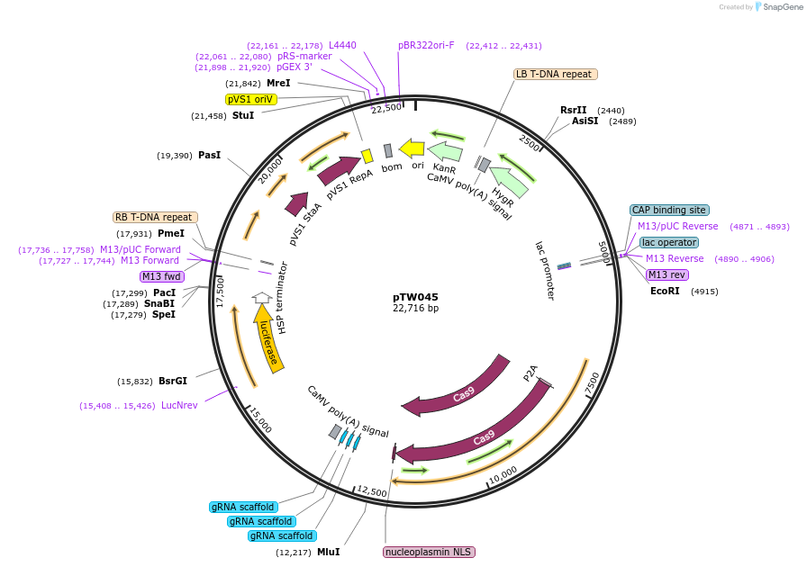 185690-plasmid-map-sequence-id-367250