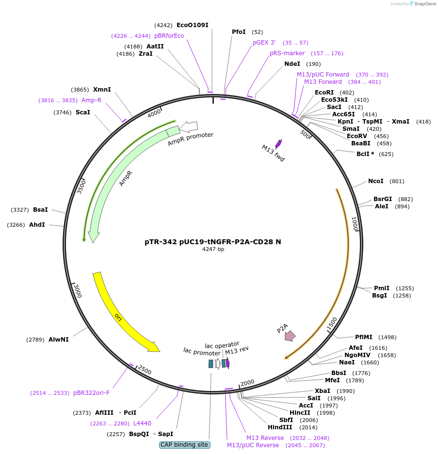 186056-plasmid-map-sequence-id-367269