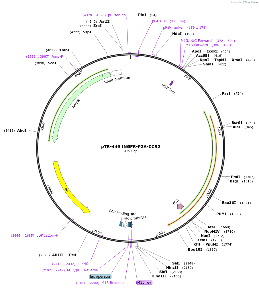186057-plasmid-map-sequence-id-367271