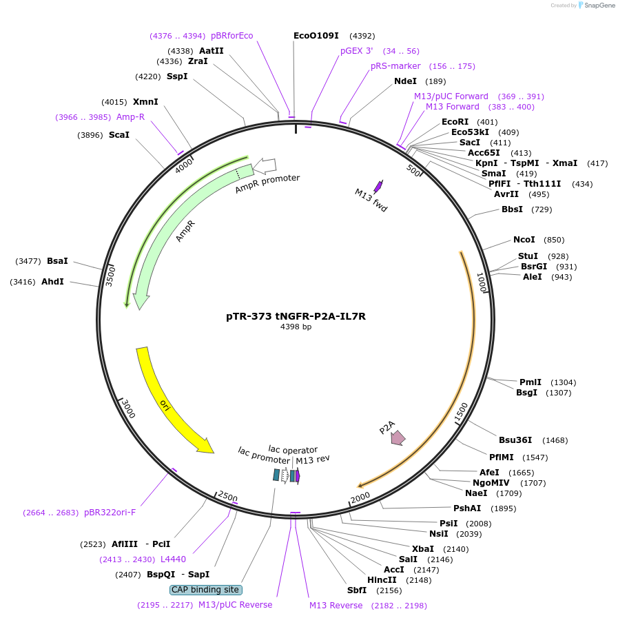 186058-plasmid-map-sequence-id-367272