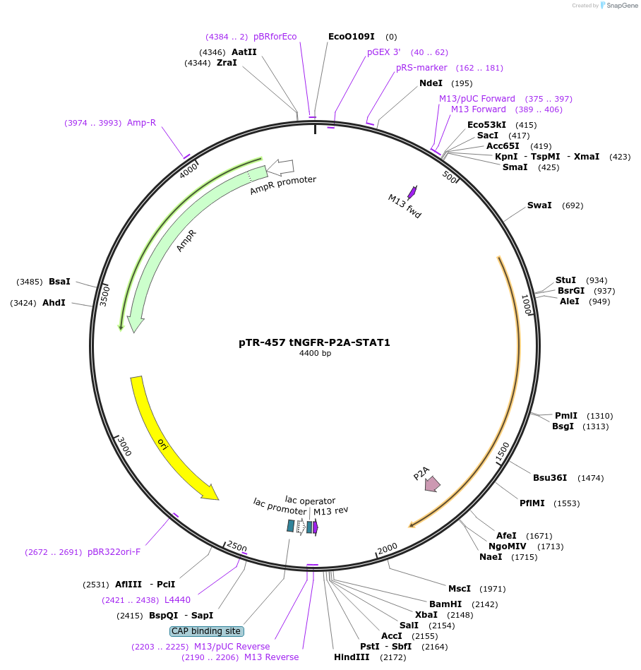186059-plasmid-map-sequence-id-367273