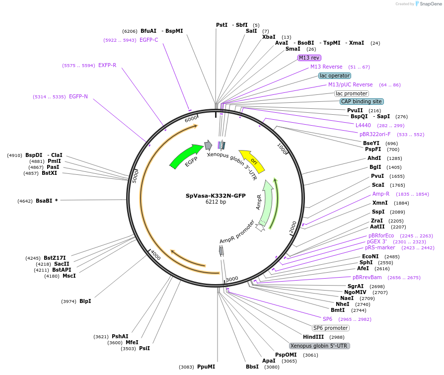 185592-plasmid-map-sequence-id-367277