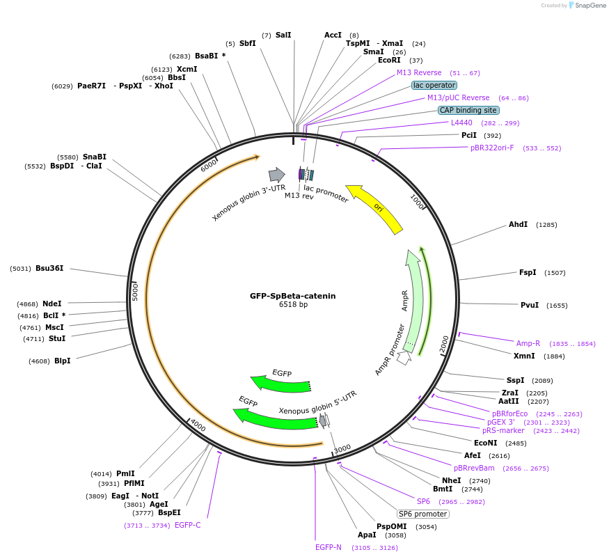 185579-plasmid-map-sequence-id-367280