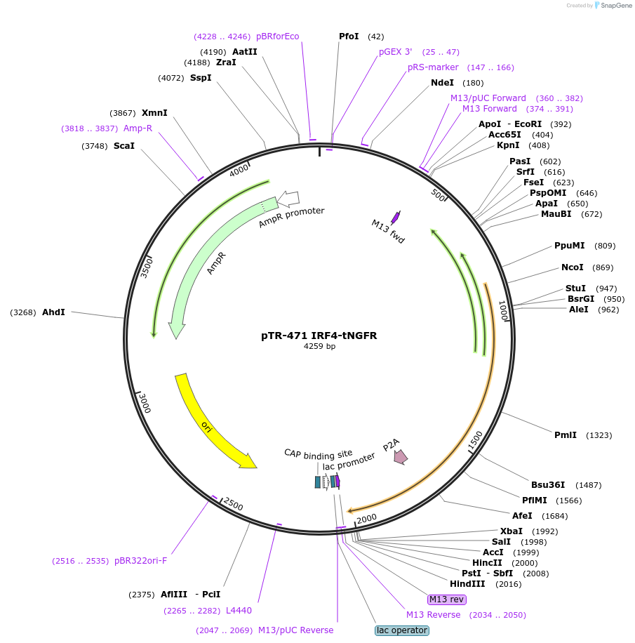 186061-plasmid-map-sequence-id-367283