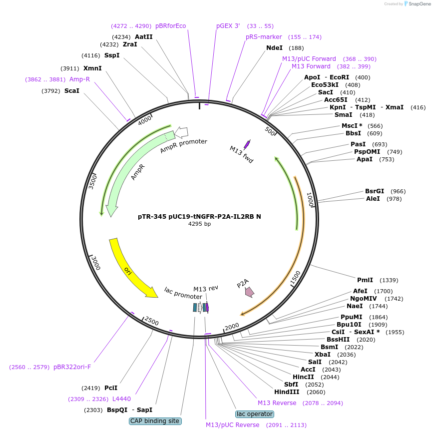 186064-plasmid-map-sequence-id-367287
