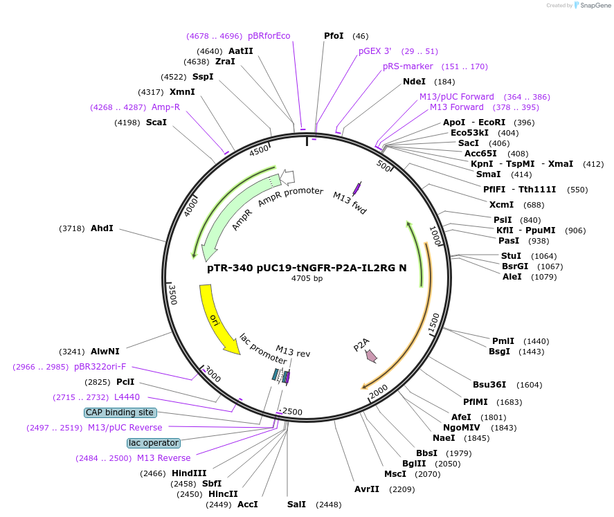 186067-plasmid-map-sequence-id-367292